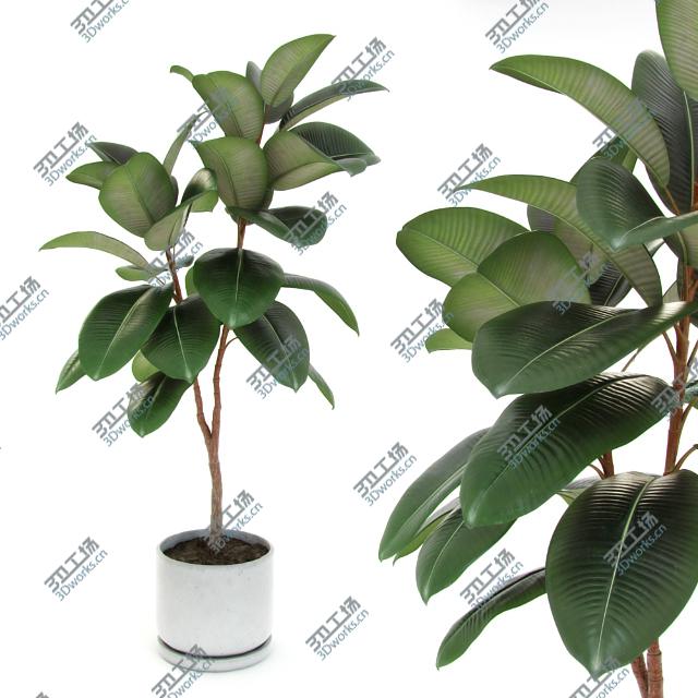 images/goods_img/2021040231/Ficus elastica decora medium/1.jpg